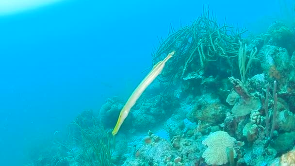 Corail Vie Caraïbe Mer Bonaire Île Plongée Sous Marine 1080P — Video