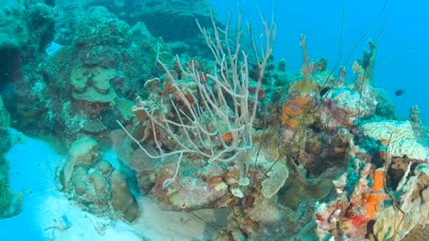 Коралловая Жизнь Карибское Море Бонайр Остров Подводного Плавания 1080P Видео — стоковое видео
