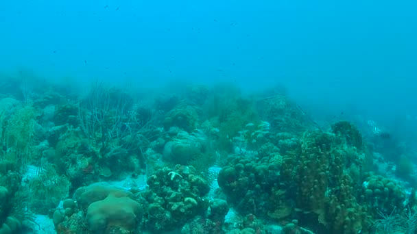 Korallenleben Karibik Meer Bonaire Insel Unterwassertauchen 1080P Video — Stockvideo