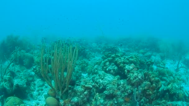Coral Vida Caribe Mar Bonaire Ilha Subaquática Mergulho 1080P Vídeo — Vídeo de Stock