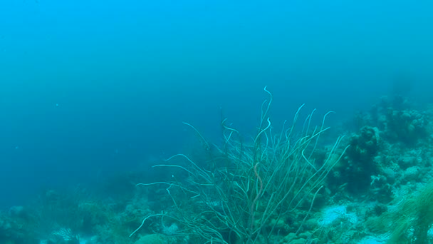 Mercan Hayat Karayip Denizi Bonaire Adası Sualtı Dalış 1080P Video — Stok video