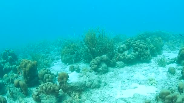 Mercan Hayat Karayip Denizi Bonaire Adası Sualtı Dalış 1080P Video — Stok video