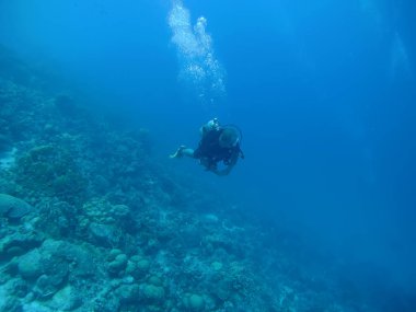Bonaire Adası sualtı dalış mercan hayat Karayip Denizi