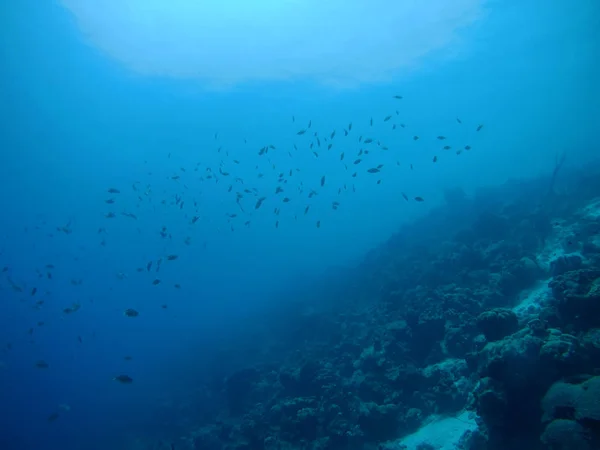 Bonaire Adası Sualtı Dalış Mercan Hayat Karayip Denizi — Stok fotoğraf