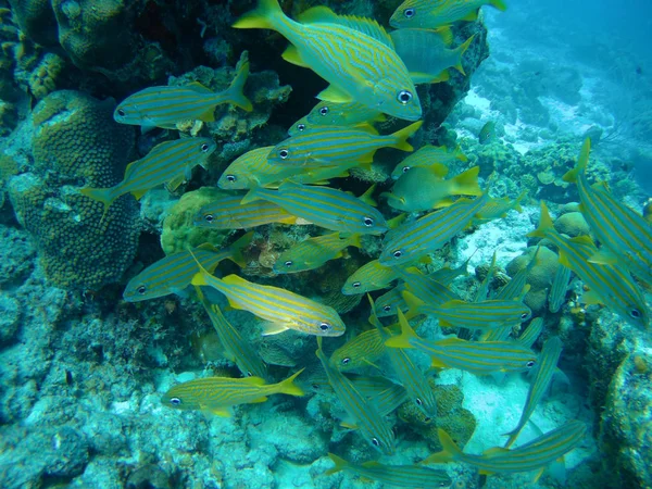 Vida Coralina Mar Caribe Bonaire Isla Buceo Submarino —  Fotos de Stock
