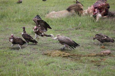 Vahşi Griffon Akbaba Afrika Kenya Tehlikeli Kuş
