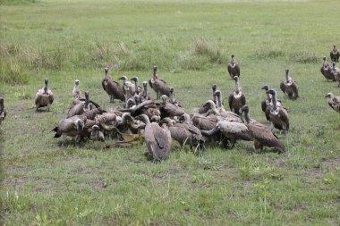 Vahşi Griffon Akbaba Afrika Kenya Tehlikeli Kuş