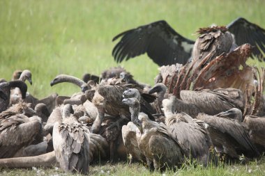 Vahşi Griffon Akbaba Afrika Kenya Tehlikeli Kuş
