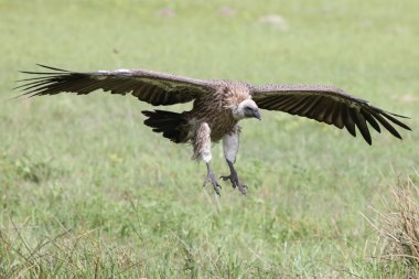 Vahşi Griffon Akbaba Afrika Kenya Tehlikeli Kuş