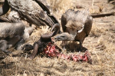 Vahşi Griffon Akbaba Afrika Kenya Tehlikeli Kuş