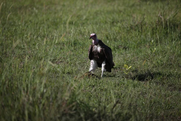 Wilder Gänsegeier Afrikanische Savanne Kenia Gefährlicher Vogel — Stockfoto