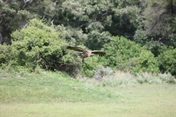 Wild Griffon Vulture Afrika Savannah Kenya Farlig Fugl – stockfoto