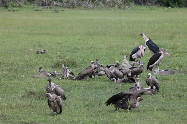 Dziki Griffon Sęp Afryka Sawanna Kenia Niebezpieczny Ptak — Zdjęcie stockowe