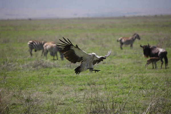 Wild Griffon Vulture Africa savannah Kenya dangerous bird