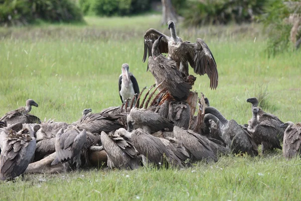 Wild Griffon Vulture Afrika Savanne Kenya Farlig Fugl - Stock-foto