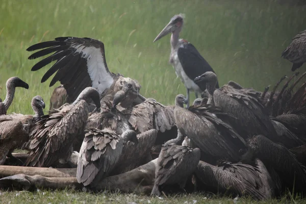 Wilder Gänsegeier Afrikanische Savanne Kenia Gefährlicher Vogel — Stockfoto