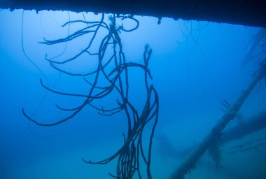 gemi enkazı Hilma fahişe Bonaire Adası Karayip Denizi sualtı