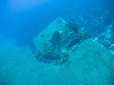 gemi enkazı Hilma fahişe Bonaire Adası Karayip Denizi sualtı