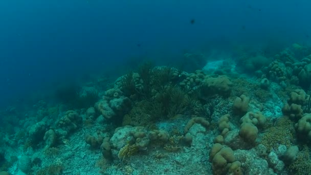 Mercan Hayat Karayip Denizi Bonaire Adası Sualtı Dalış 1080P Video — Stok video