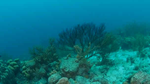 Korall Liv Karibiska Havet Bonaire Undervattens Dykning 1080P Video — Stockvideo