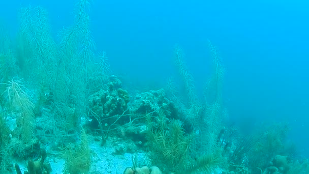 Coral Life Caribbean Sea Bonaire Island Underwater Diving 1080P Video — Stock Video