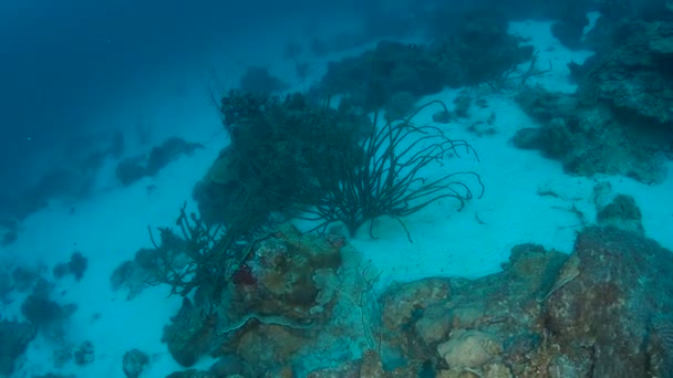 Korallenleben Karibik Meer Bonaire Insel Unterwassertauchen 1080P Video — Stockvideo