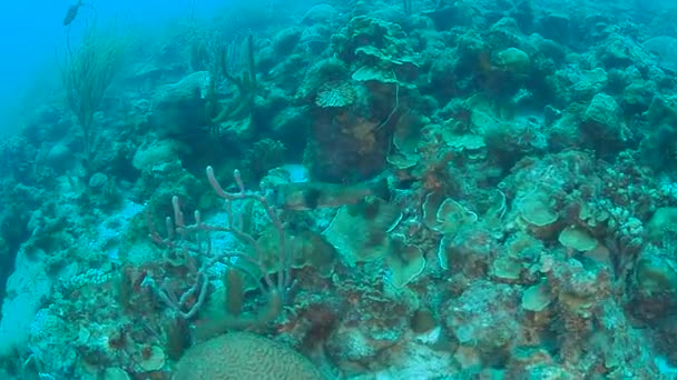 Mercan Hayat Karayip Denizi Bonaire Adası Sualtı Dalış 1080P Video — Stok video