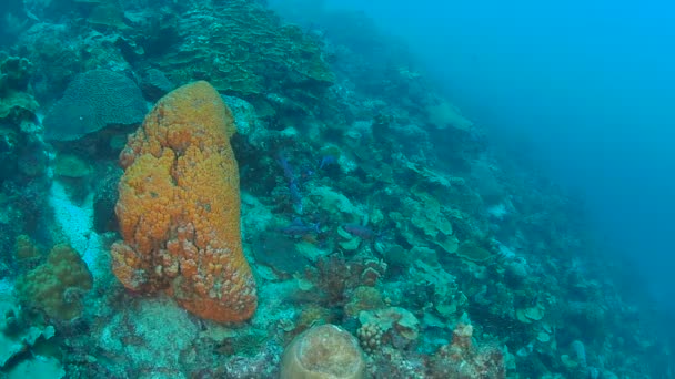 Καραϊβική Θάλασσα Κοραλλιογενείς Ζωής Μπονέρ Νησί Υποβρύχιες Καταδύσεις Βίντεο 1080P — Αρχείο Βίντεο