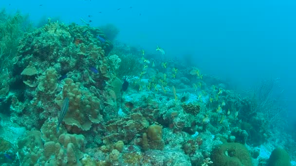 Korallenleben Karibik Meer Bonaire Insel Unterwassertauchen 1080P Video — Stockvideo