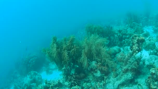 サンゴの生活カリブ海ボネール島水中ダイビング 1080 ビデオ — ストック動画