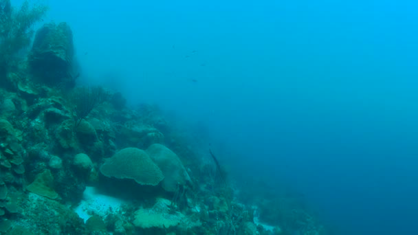 Coral Vida Caribe Mar Bonaire Ilha Subaquática Mergulho 1080P Vídeo — Vídeo de Stock