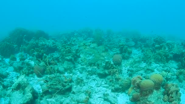 サンゴの生活カリブ海ボネール島水中ダイビング 1080 ビデオ — ストック動画