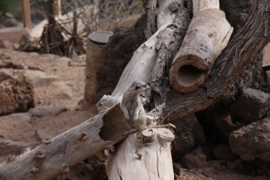 çöl faresi Suricata suricatta komik küçük Afrika memeli