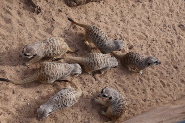 çöl faresi Suricata suricatta komik küçük Afrika memeli