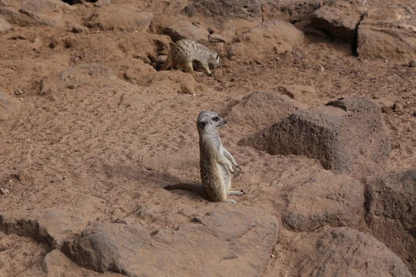 Meerkat Suricata Suricatta Śmieszne Małe Afrykańskich Ssaków — Zdjęcie stockowe