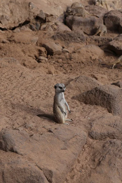 Meerkat Suricata Suricatta Pequeno Mamífero Africano Engraçado — Fotografia de Stock