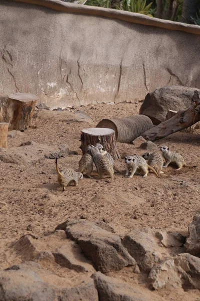 Suricata Suricatta 滑稽的小非洲哺乳动物 — 图库照片