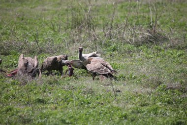 Vahşi Griffon Akbaba Afrika Kenya Tehlikeli Kuş