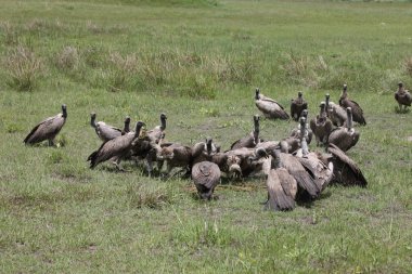 Vahşi Griffon Akbaba Afrika Kenya Tehlikeli Kuş
