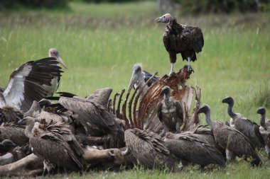 Vahşi Griffon Akbaba Afrika Kenya Tehlikeli Kuş
