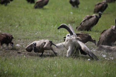 Vahşi Griffon Akbaba Afrika Kenya Tehlikeli Kuş