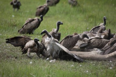 Vahşi Griffon Akbaba Afrika Kenya Tehlikeli Kuş