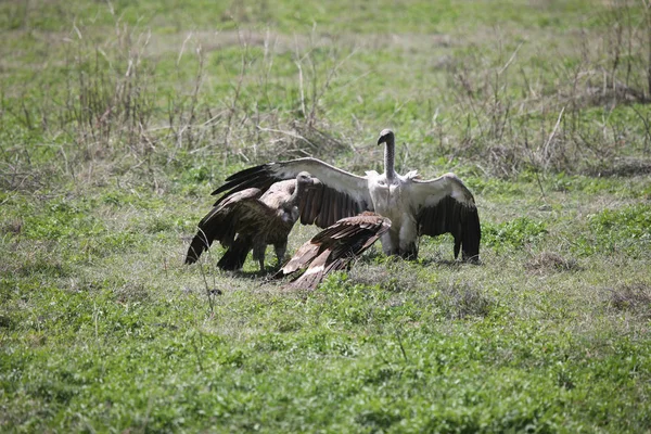 Wilder Gänsegeier Afrikanische Savanne Kenia Gefährlicher Vogel — Stockfoto