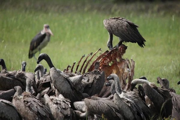 Wilder Gänsegeier Afrikanische Savanne Kenia Gefährlicher Vogel — Stockfoto