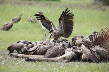 Vahşi Griffon Akbaba Afrika Kenya Tehlikeli Kuş