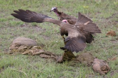 Vahşi Griffon Akbaba Afrika Kenya Tehlikeli Kuş