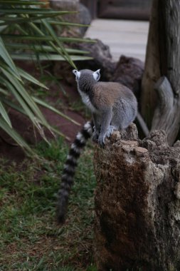 Lemur küçük komik hayvan memeli Afrika Madagaskar