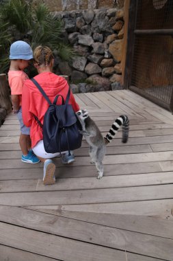 Lemur küçük komik hayvan memeli Afrika insanlarla