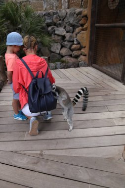 Lemur küçük komik hayvan memeli Afrika insanlarla