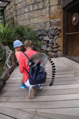 Lemur küçük komik hayvan memeli Afrika insanlarla